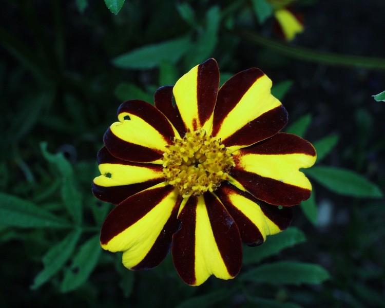 tagetes_1.JPG