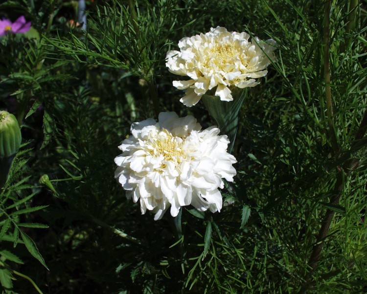 tagetes_2.JPG