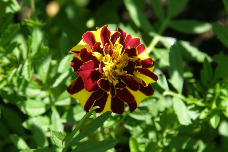 tagetes_3.JPG