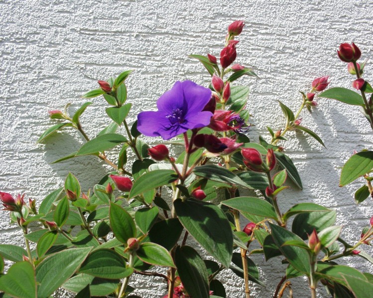 tibouchina_1.JPG