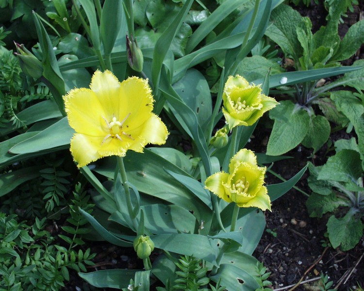 tulpe_1.JPG