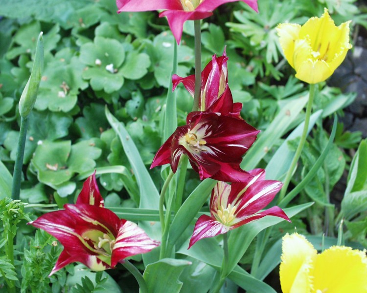 tulpe_2.JPG