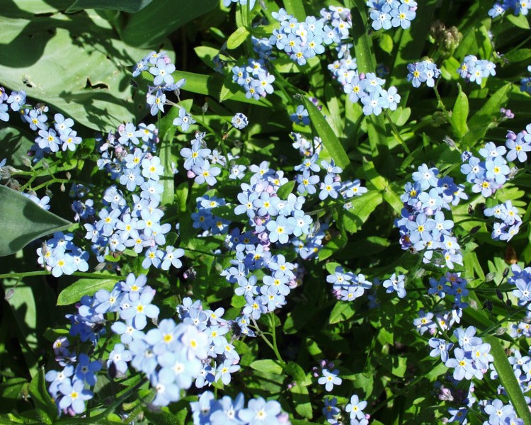 vergissmeinnicht_1.JPG