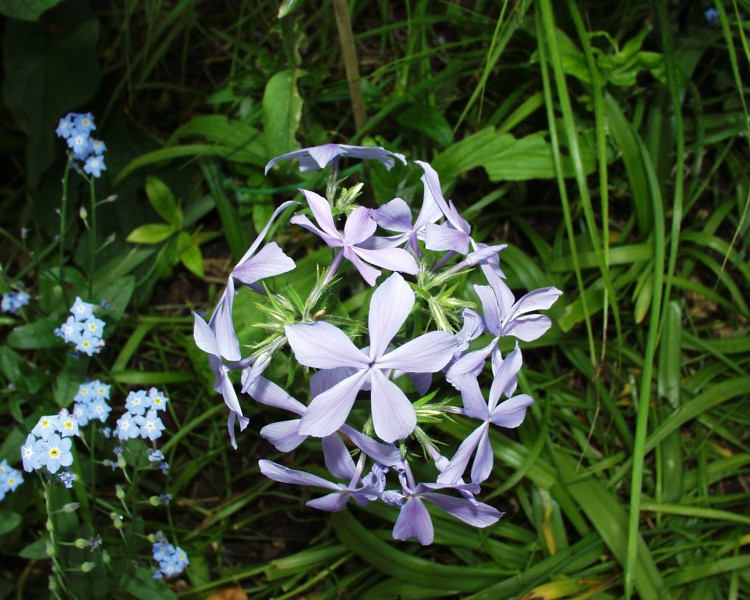 waldphlox_1.JPG