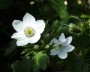 anemone_3