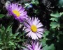 aster_1