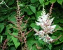 astilbe_1