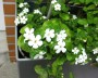 bacopa_1