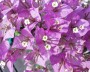 bougainvillea_2