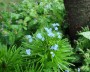 brunnera_1