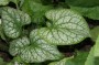 brunnera_2