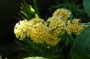 buddleia_1