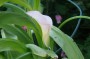 calla_2