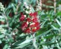 callistemon_1