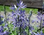 camassia_2