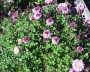 chrysantheme_2