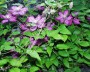 clematis_1