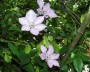 clematis_3