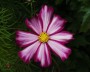 cosmea_1