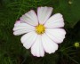 cosmea_2