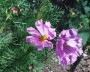 cosmea_3