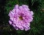cosmea_5