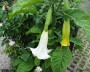 datura_2
