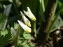 dicentra cucullaria_2