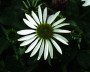 echinacea_1