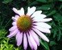 echinacea_2