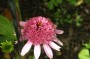 echinacea_3
