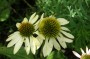 echinacea_4