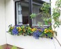 fensterblumen_1