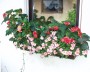 fensterblumen_2