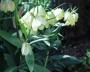 fritillaria_pallidiflora_1