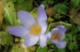 herbstkrokus_1