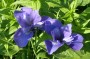iris_sibirica_1