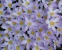 krokus_1
