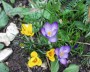 krokus_2