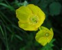 meconopsis_2