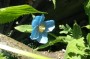meconopsis_3
