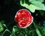 mohn_2