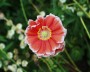 mohn_3