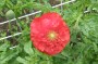 mohn_4