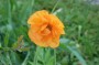 mohn_6