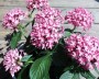 pentas_2