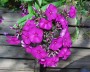 phlox_2