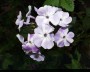 phlox_3