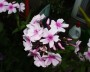 phlox_4