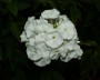 phlox_5
